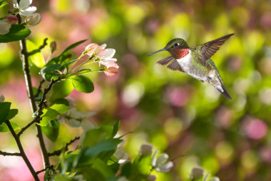 蜂鳥在花園里照片