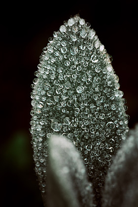 绿色的叶子上的自然背景图片