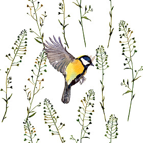 鸟类和草药无缝背景.照片