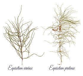 问荆和草甸马尾