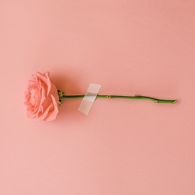 玫瑰花朵贴
