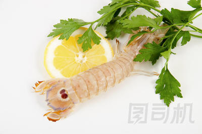 螳螂蝦海圖片