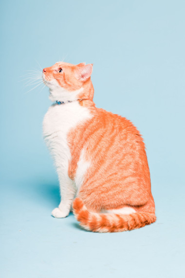 孤立在浅蓝色背景上的白色和红色国内猫室画像