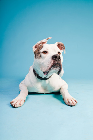 美國(guó)斗牛犬白色棕色淺藍(lán)色背景上隔離。工作室拍攝