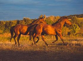 两匹棕色的马跑图片