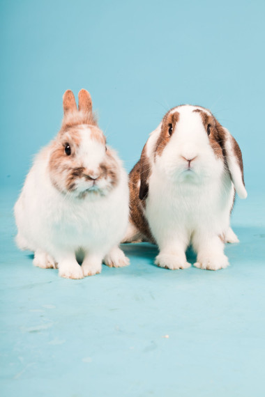 孤立在藍(lán)色背景上的兩個(gè)白色棕色兔。工作室拍攝