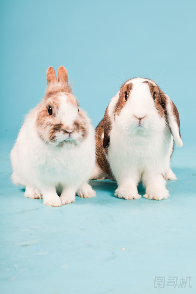 孤立在藍(lán)色背景上的兩個白色棕色兔。工作室拍攝