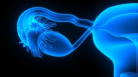 女性生殖系统图片