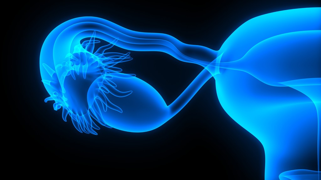 女性生殖系统图片 女性生殖系统图片