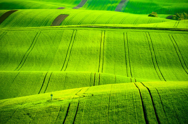 南摩拉維亞的綠色波浪丘陵圖片