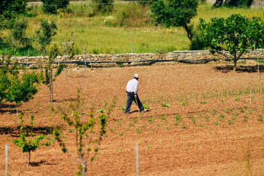 老农民在土地上行走照片