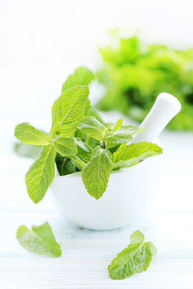 白色衬底上的新鲜的薄荷叶图片