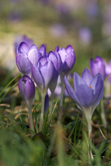 番紅花在山徒步圖片