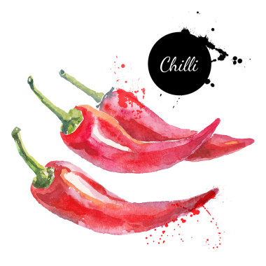 辣椒。手繪