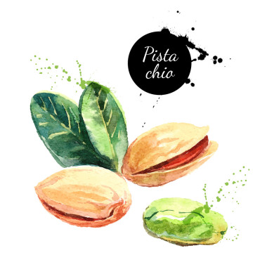 手畫的水彩畫螺母圖片