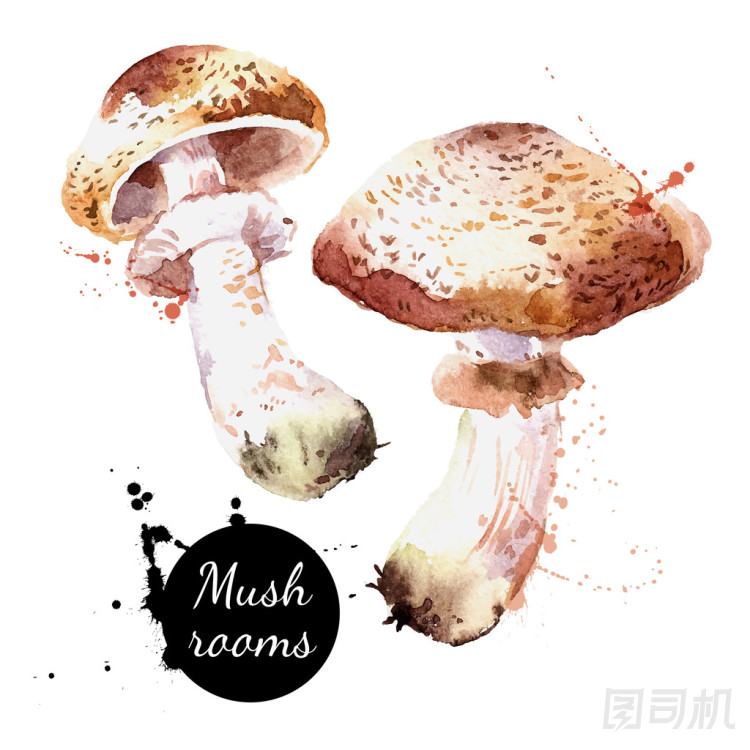 生態(tài)自然食物