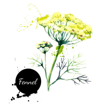 厨房里的药草和香料横幅.图片