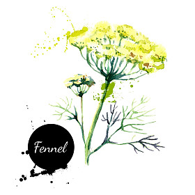 厨房里的药草和香料横幅.图片