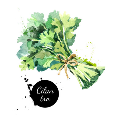 水彩手绘制胡荽叶束.照片