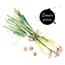 香茅。手绘水彩绘画