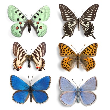 昆蟲蝴蝶收藏集