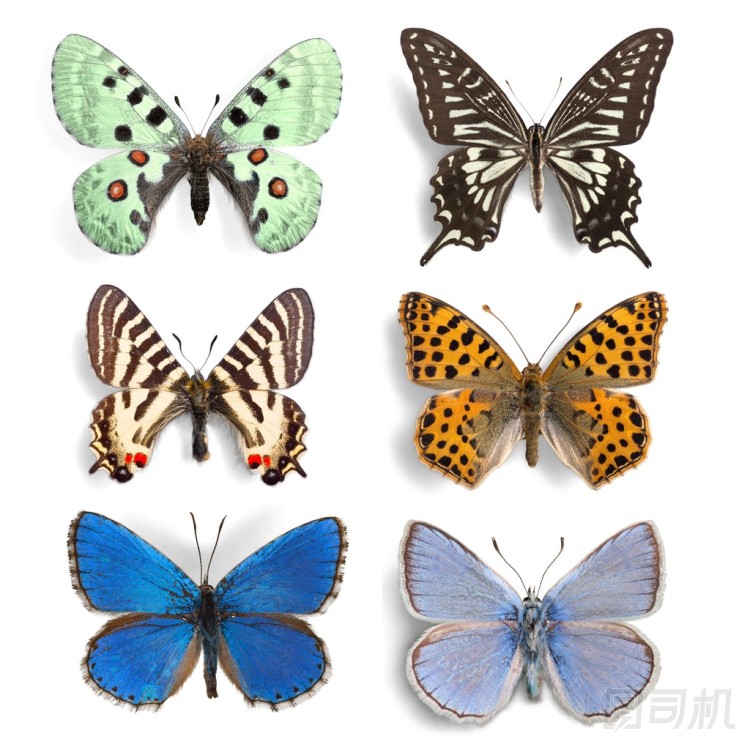 昆蟲(chóng)蝴蝶收藏集