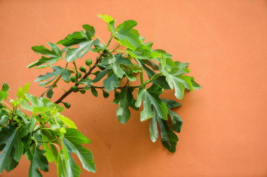無(wú)花果樹(shù)在墻上
