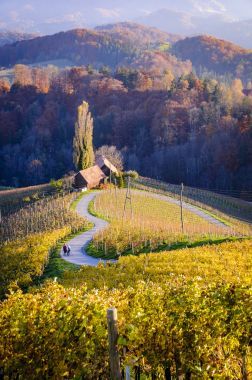 斯洛文尼亚的心