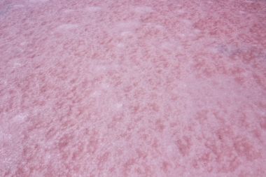 湿的咸水湖，出现粉红色由于海藻称为杜氏在 Coorong 国家公园