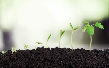 新生命的成長(zhǎng)圖片