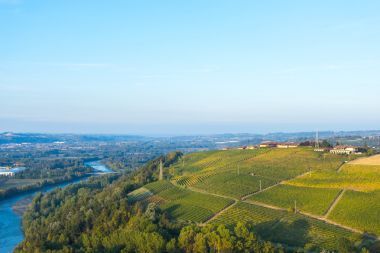 在瑞士的美麗葡萄園圖片