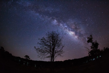 美麗的銀河系，夜晚的天空上的樹的剪影