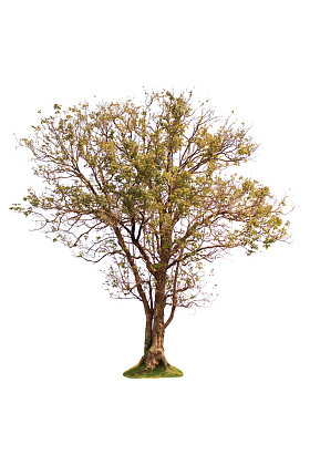 孤立的落叶树 图片