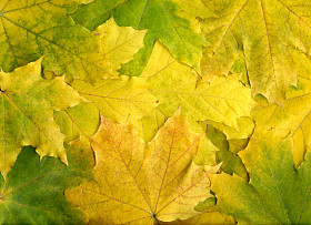 秋天的枫叶图片