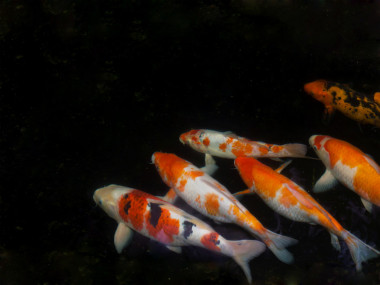 錦鯉魚(yú)