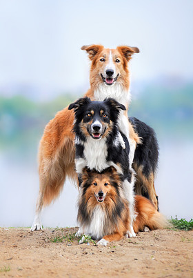 组成的三个狗边境牧羊犬和高野