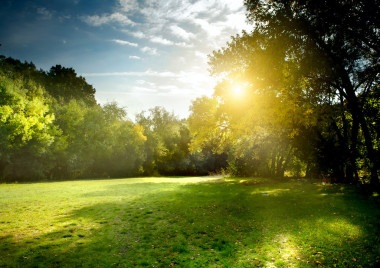 清除在清晨的光芒，森林里的光線