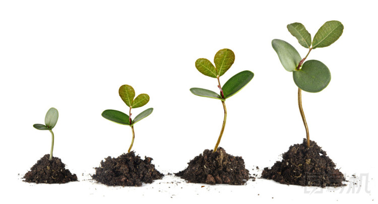 在白色背景上的樹苗圖片