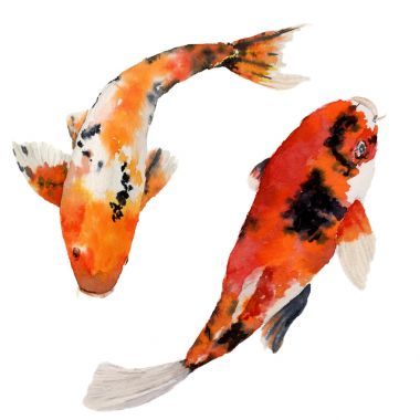 水彩東方彩虹鯉魚(yú)套。錦鯉魚(yú)隔離在白色背景上。為設(shè)計(jì)、 背景或織物的水下圖
