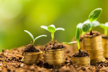 幼小的植物與土壤中的硬