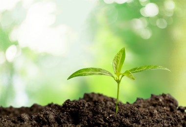 新生命的成長(zhǎng)圖片