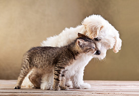 狗和猫在一起的朋友-图片