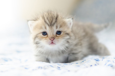 可爱的虎斑小猫坐图片