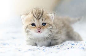 可爱的虎斑小猫坐图片