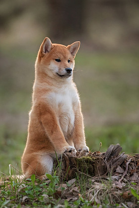 美丽年轻的红芝犬小狗