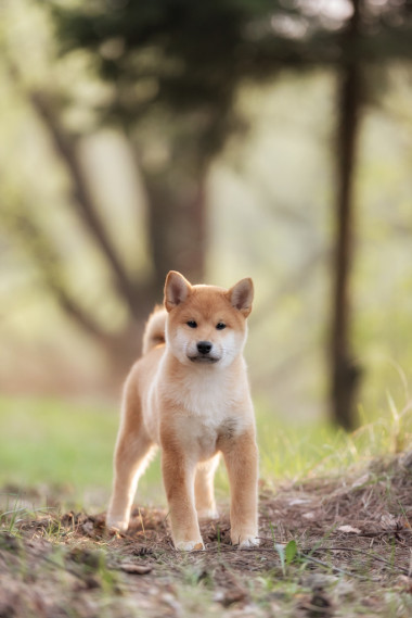 美麗年輕的紅芝犬小狗