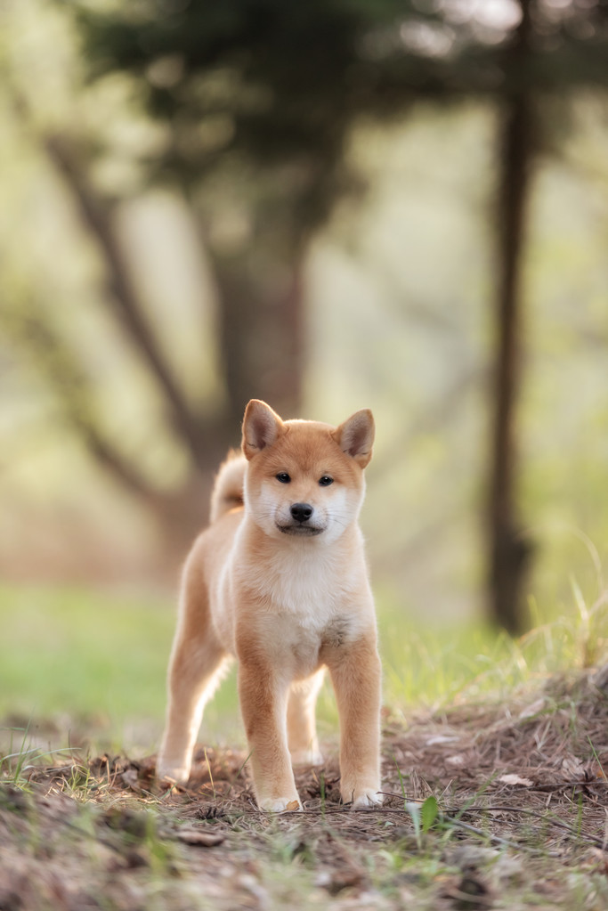 美丽年轻的红芝犬小狗