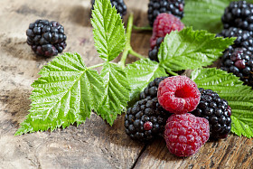 新鲜成熟树莓和黑莓的大树叶