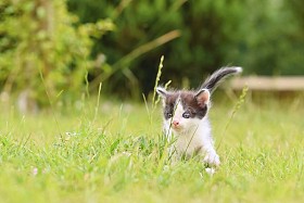 美丽小小猫和蓝色的眼睛. 