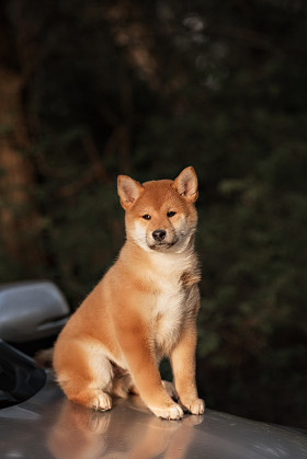 美丽 shiba inu 狗在车上